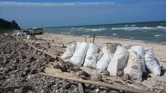 Paysage idyllique au bord de l'océan, une plage avec un peu de roches, des noix de coco, puis du sable blanc. De gros sacs blancs qui ont servi à recueillir des déchets sont déposés sur le sable. Au loin, des bénévoles participent à l'opération de nettoyage et des voitures sont stationnées sur la plage. Paysage idyllique au bord de l'océan, une plage avec un peu de roches, des noix de coco, puis du sable blanc. De gros sacs blancs qui ont servi à recueillir des déchets sont déposés sur le sable. Au loin, des bénévoles participent à l'opération de nettoyage et des voitures sont stationnées sur la plage.
