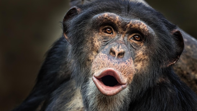 Un chimpanzé commun