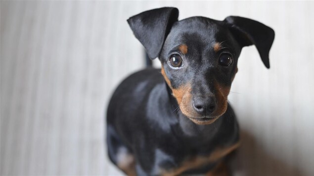 Un chiot.