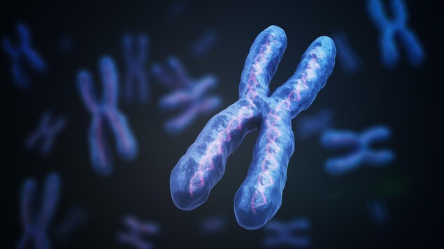 Concept artistique d'un chromosome X montrant des molécules d'ADN à l'intérieur.