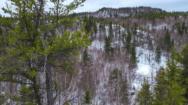 La forêt boréale vue du haut d'une colline.