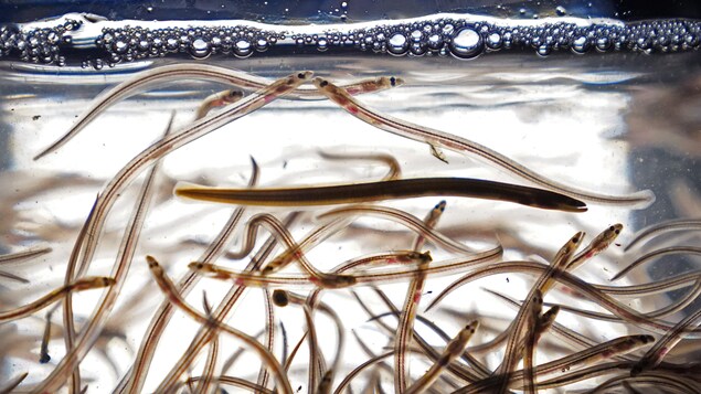 Pêches et Océans ferme la pêche à la civelle au Nouveau-Brunswick et en Nouvelle-Écosse