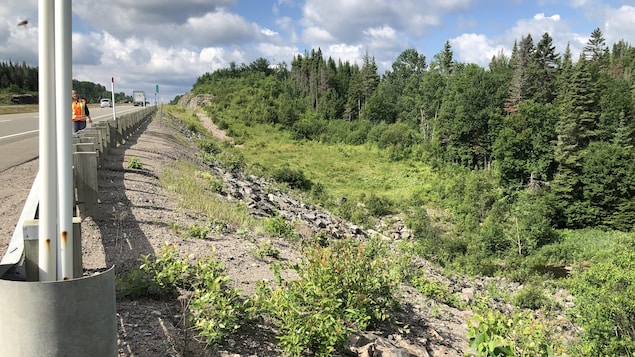 Un boisé près d'une route