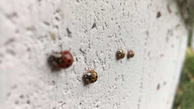 Des coccinelles asiatiques sur un mur. Des coccinelles asiatiques sur un mur.