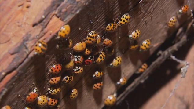 Le Québec envahi par les coccinelles asiatiques cet automne