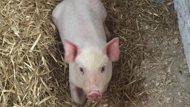 Un cochon sur de la paille. Un cochon sur de la paille.