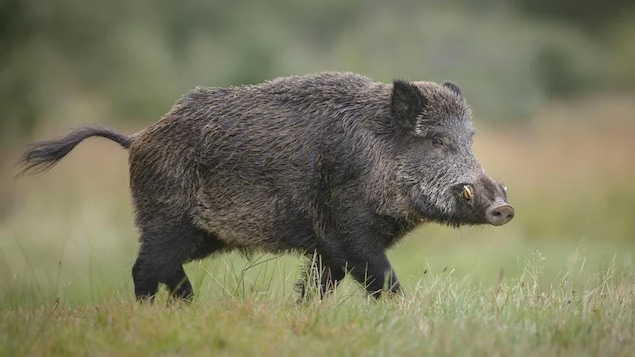 Des cochons sauvages présents pour la première fois dans un parc national canadien