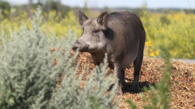 Des cochons sauvages futés prêts à déjouer les traqueurs de sanglier en Alberta