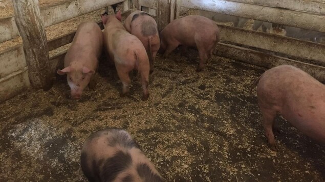 Des cochons dans un enclos intérieur. Des cochons dans un enclos intérieur.
