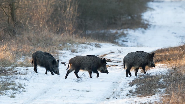 L’Ontario emploie une nouvelle tactique dans sa guerre contre les cochons sauvages