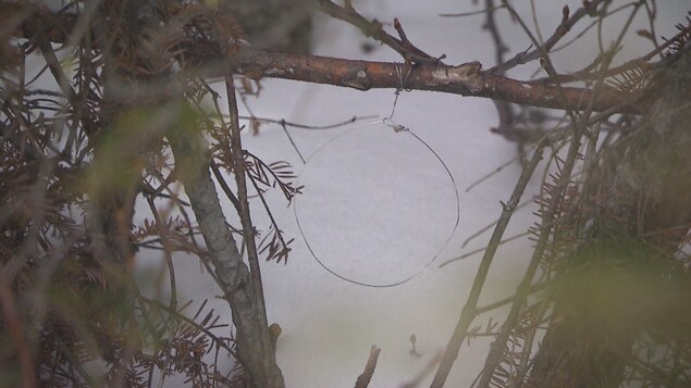 Un collet à lièvre installé sur une branche dans la forêt.