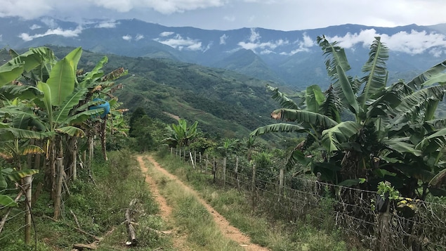 La biodiversité colombienne disparaît à vitesse grand V