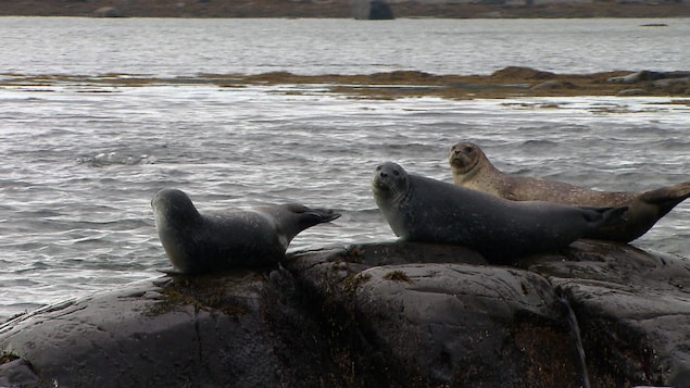 Harbor seals die of bird flu