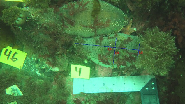 Mesure des concombres de mer à partir de photo dans leur habitat naturel