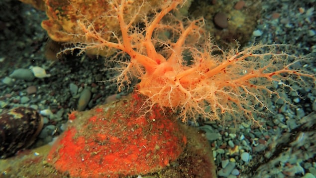 Les concombres de mer écarlates semblent avoir une chair «zombie»