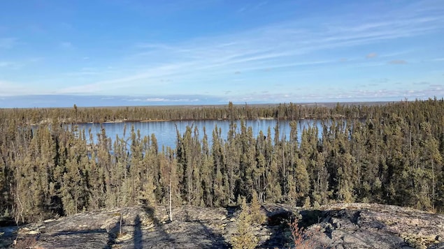 L’épinette noire malmenée par les changements climatiques et les feux de forêt