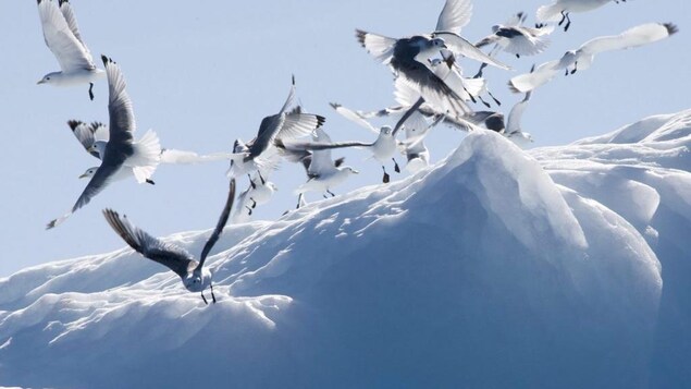A close up of seabirds taking flight of ice. 