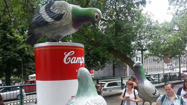 Les pigeons de Cooke-Sasseville. D'énormes pigeons et une énorme soupe cCmpbell. Les pigeons de Cooke-Sasseville. D'énormes pigeons et une énorme soupe cCmpbell.