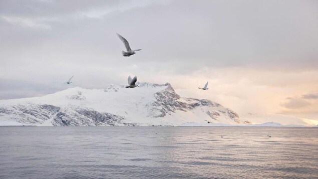 Seagulls fly above open water  with a snow covered mountain behind them. 