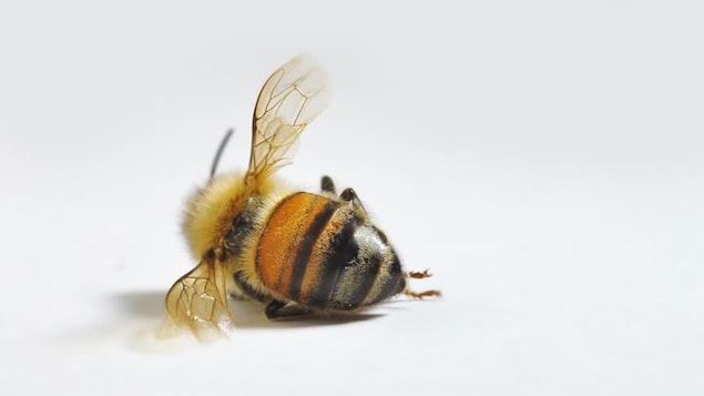 L'Association des apiculteurs de l'Ontario rapporte qu'entre 50 et 80% des abeilles sont mortes ce printemps.