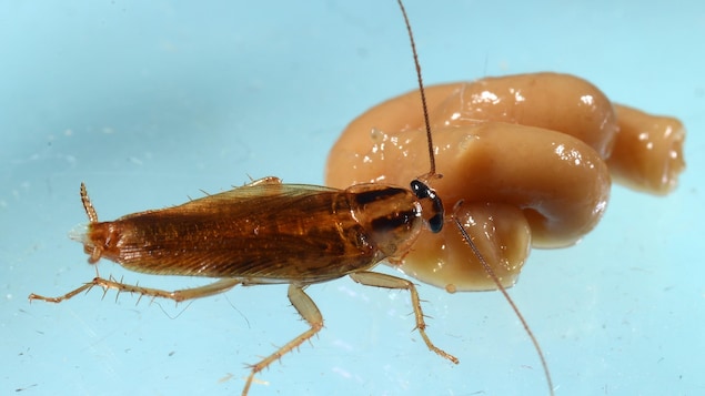 Une blatte germanique se nourrit d'un insecticide dans un laboratoire de l'Université Purdue.