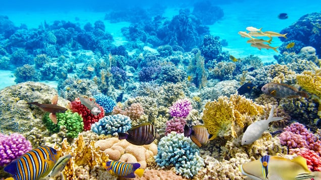 Sous l'eau, de magnifiques coraux et poissons tropicaux multicolores.