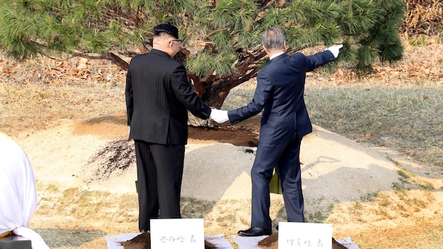 Les dirigeants Kim Jong-un et Moon Jae-in main dans la main devant un arbre. Les dirigeants Kim Jong-un et Moon Jae-in main dans la main devant un arbre.