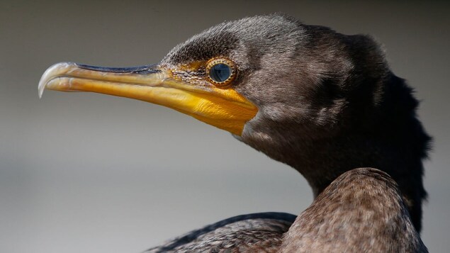 Des biologistes s’opposent à la chasse au cormoran dans l’est de l’Ontario