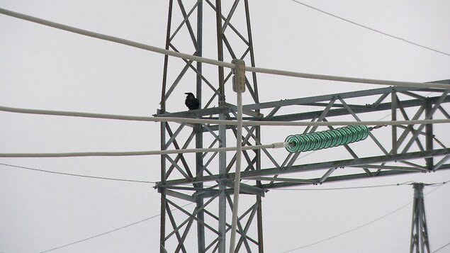 Une corneille s'est posée sur les installations électriques, au poste d'Hydro-Québec de Matane, le 21 mars 2022.