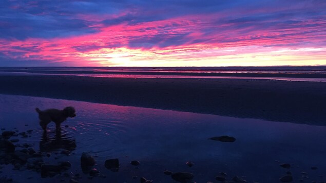 Un chien sur la plage au coucher de soleil Un chien sur la plage au coucher de soleil