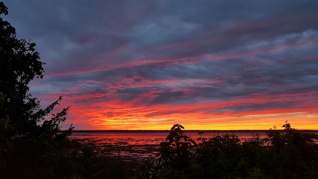 Des arbres à l'avant-plan et le coucher de soleil en arrière Des arbres à l'avant-plan et le coucher de soleil en arrière