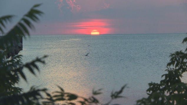 On voit un soleil à moitié couché sur un lac entre des branches avec des oiseaux qui traversent le lac. On voit un soleil à moitié couché sur un lac entre des branches avec des oiseaux qui traversent le lac.