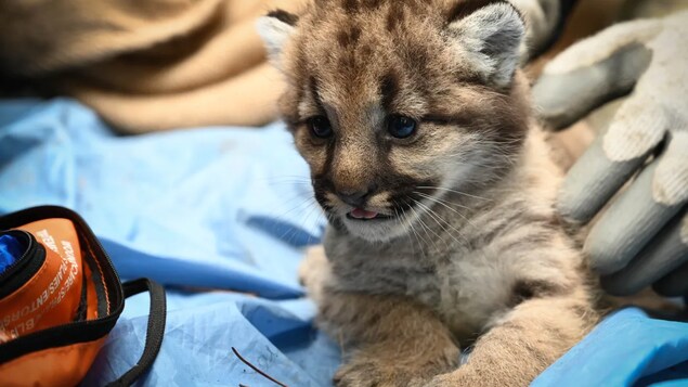 Des chercheurs veulent mieux comprendre les populations de cougars de la C.-B.