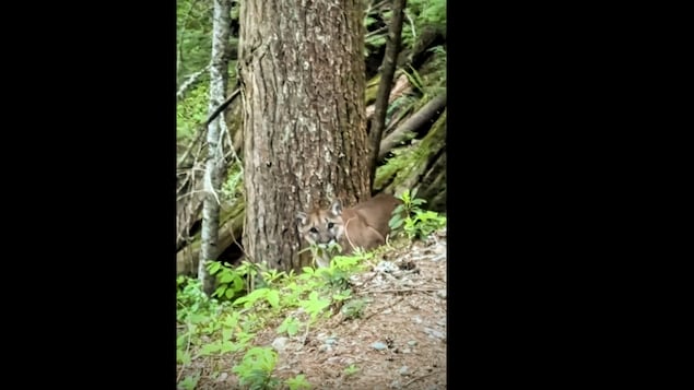 Un cougar sur un sentier près du lac Garibaldi.