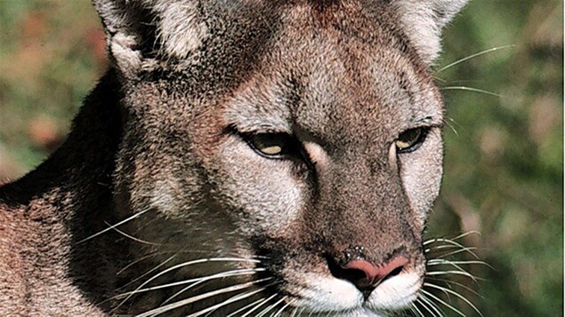 Un gros plan sur la tête d'un cougar Un gros plan sur la tête d'un cougar