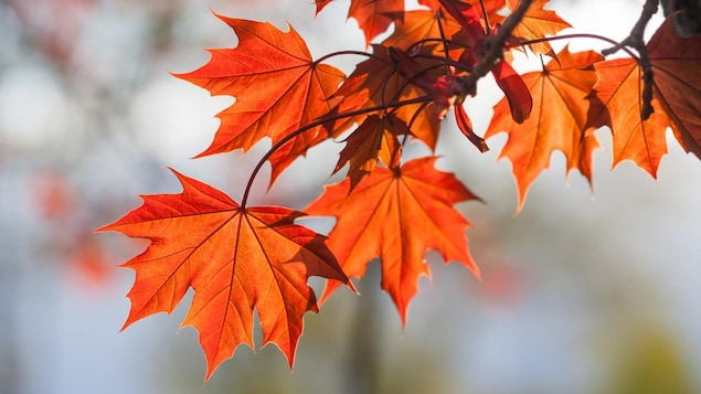 Des feuilles aux couleurs oranges sur une branche d'arbre Des feuilles aux couleurs oranges sur une branche d'arbre