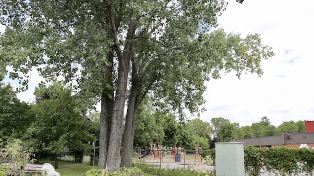 Des arbres dans une cour d’école en été.