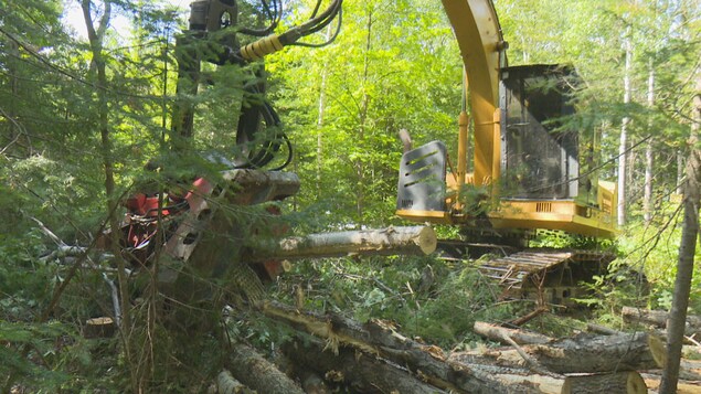 Une coupe de bois dans une forêt.