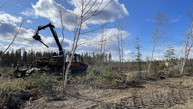 Des résidents et les élus de Pointe-Lebel s’opposent à des coupes forestières