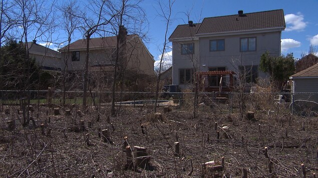Arbres abattus à Longueuil