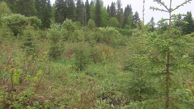On voit une jeune forêt d'épinettes qui repousse. En arrière-plan, la forêt mature qui n'a pas fait l'objet d'une coupe en 2008. On voit une jeune forêt d'épinettes qui repousse. En arrière-plan, la forêt mature qui n'a pas fait l'objet d'une coupe en 2008.