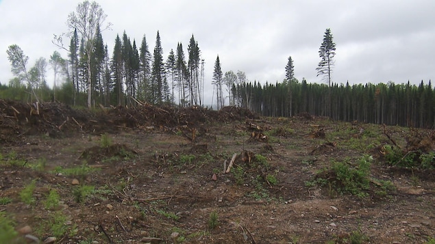 On voit le sol jonché de souches. En arrière-plan, la forêt de conifères qui n'ont pas été abattus. On voit le sol jonché de souches. En arrière-plan, la forêt de conifères qui n'ont pas été abattus.