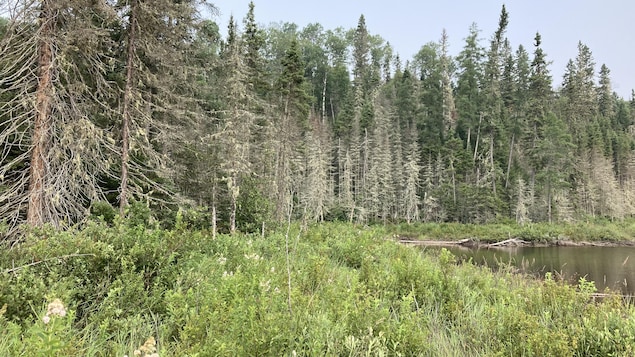 Des amendes de 22 000 $ pour des infractions à la Loi sur les forêts dans la région