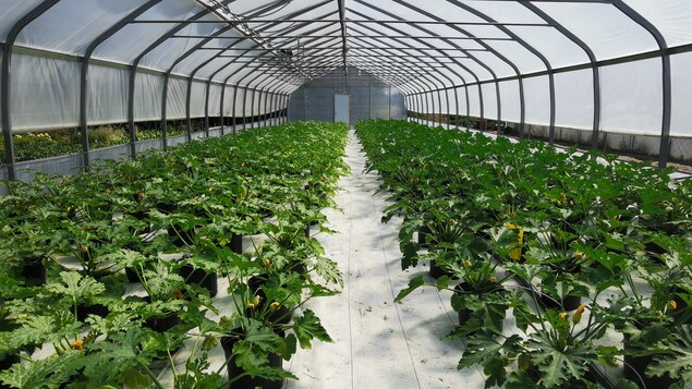 Des allées de courgettes sous une serre.