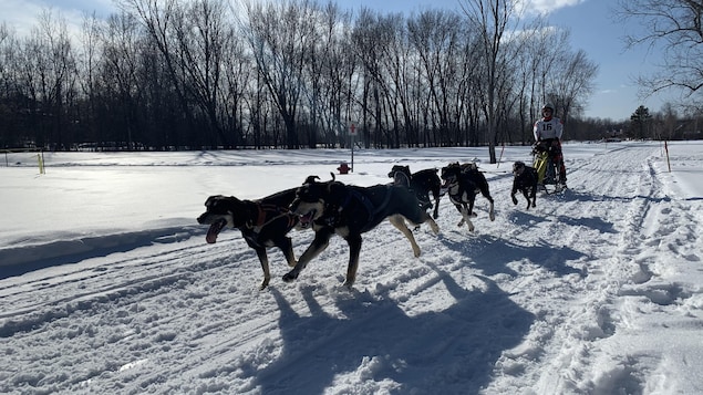 La Sarre accueille la course de chiens de traîneaux, PG Expédition Abitibi