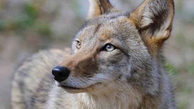 Un plan rapproché de coyote.