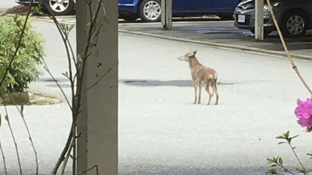 Un coyote dans une rue de banlieue. Un coyote dans une rue de banlieue.