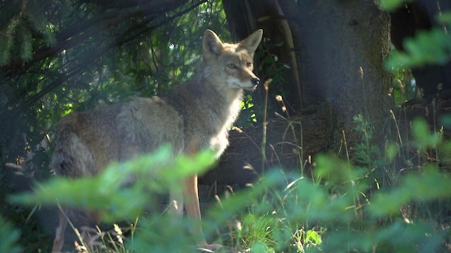 Un coyote en captivité