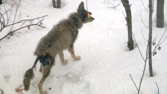 Un coyote atteint de la gale. Un coyote atteint de la gale.