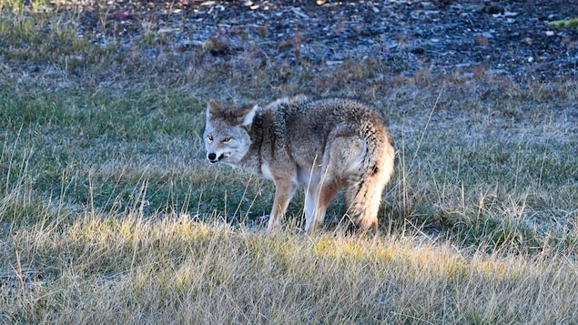 Un coyote dans un champ.